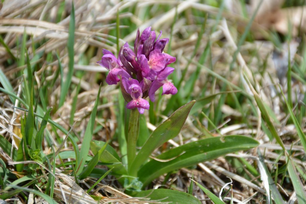 Dactylorhiza sabucina